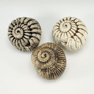 Three Shell Rattles